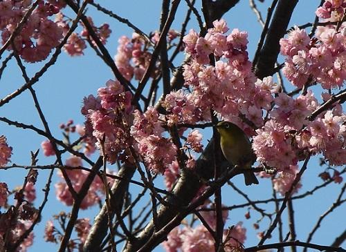 河津桜と大学 新着情報 九州共立大学