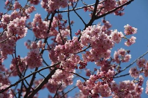 河津桜と大学 新着情報 九州共立大学