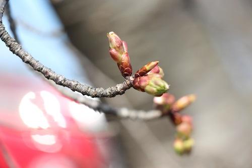 学内の桜のつぼみが膨らんでいます 新着情報 九州共立大学