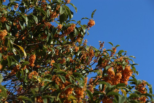 学内にキンモクセイが咲いています 新着情報 九州共立大学